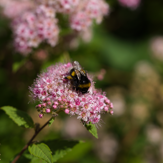 NCLT Procedures and Updates